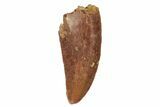 Serrated, Raptor Tooth - Real Dinosaur Tooth #234940-1